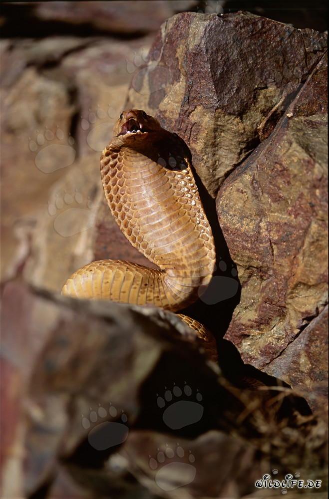 Comportamiento amenazante impresionante de la cobra del Cabo en las montañas de Gansbaai, Cabo Occidental, Sudáfrica