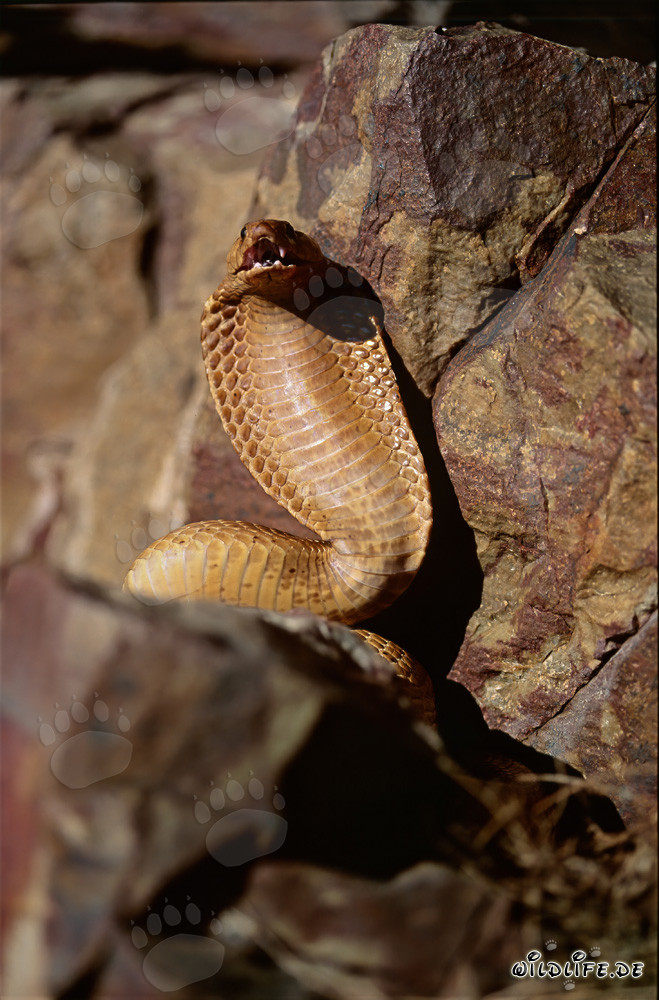 Imposantes Drohverhalten der Kapkobra in den Gansbaai Mountains, Western Cape, Suedafrika