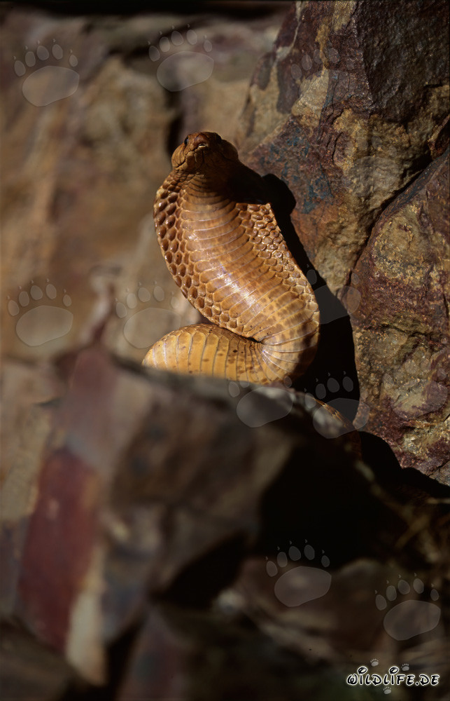 Fascinating Cape Cobra (Naja nivea)