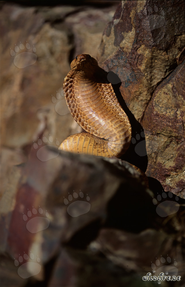 Cobra del Cabo fascinante (Naja nivea)