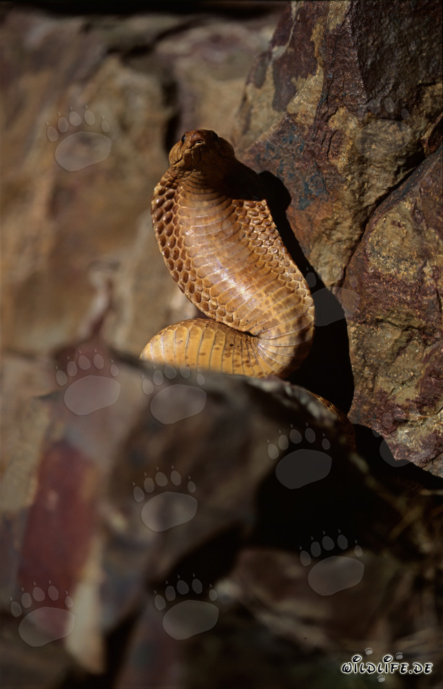 Affascinante Cobra del Capo (Naja nivea)
