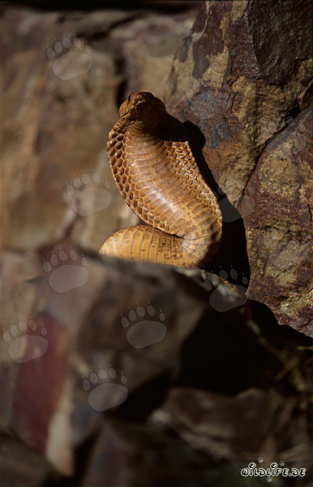 Cobra du Cap fascinante (Naja nivea)