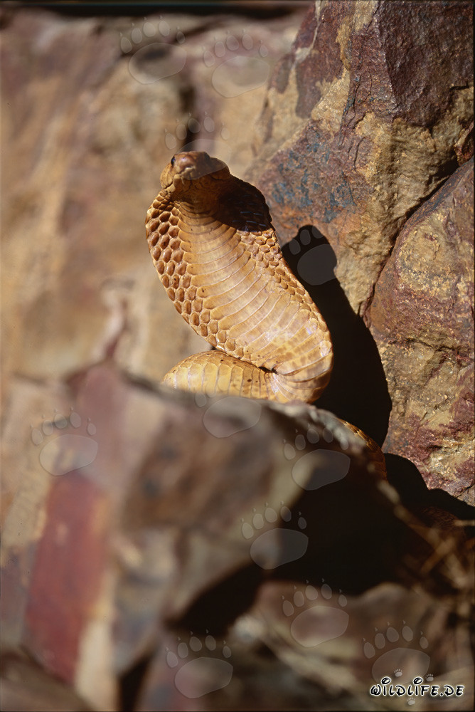 Impressive Threat Display: Cape Cobra Spreads its Hood