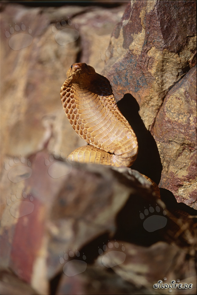 Impresionante comportamiento amenazante: la cobra del Cabo extiende su cuello