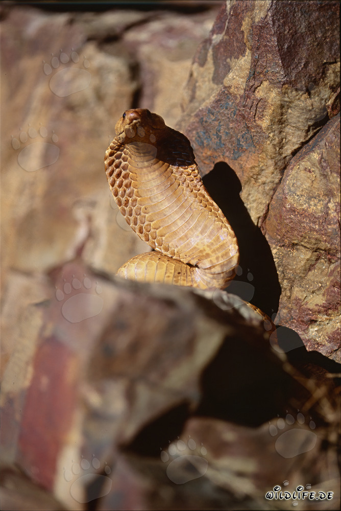 Comportamento minaccioso impressionante: la cobra del Capo stende il suo collo