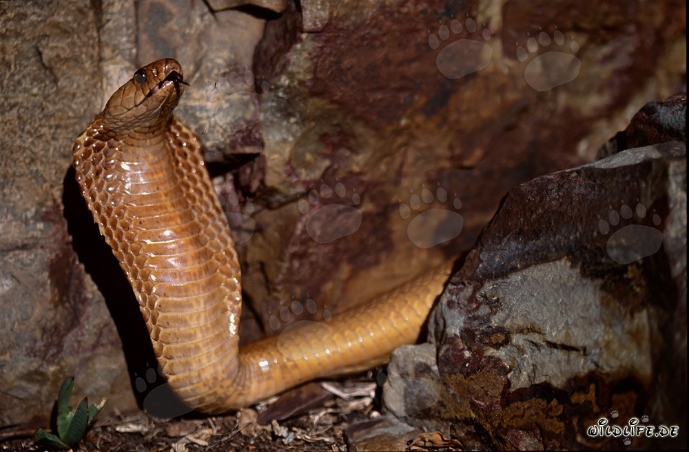 Fascinating Cape Cobra in the Gansbaai Mountains, South Africa