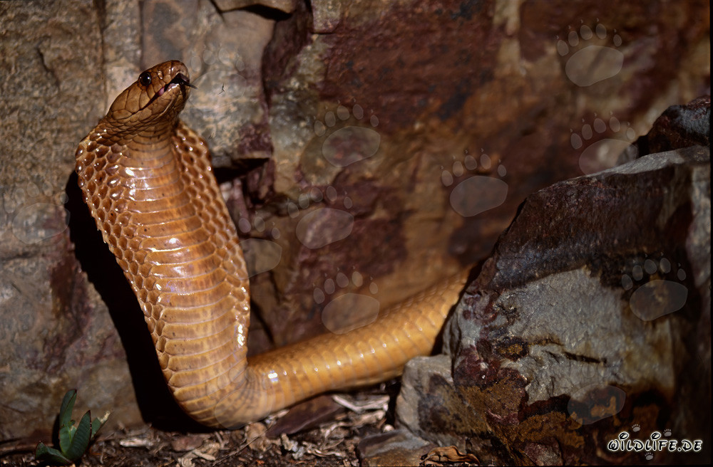 Fascinante cobra del Cabo en las montañas de Gansbaai, Sudáfrica