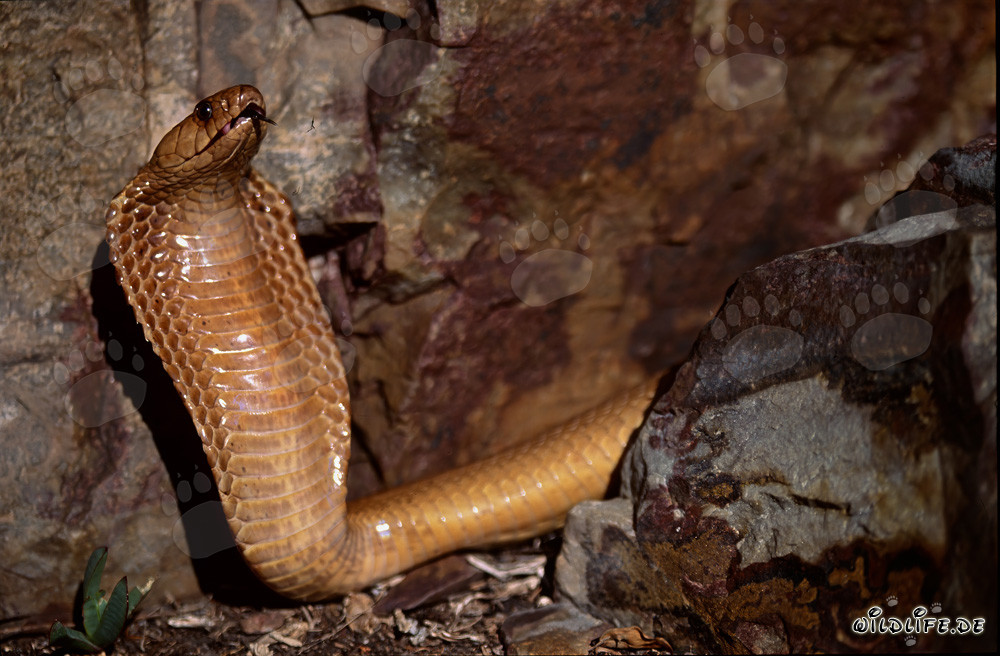 Affascinante cobra del Capo nelle montagne di Gansbaai, Sudafrica