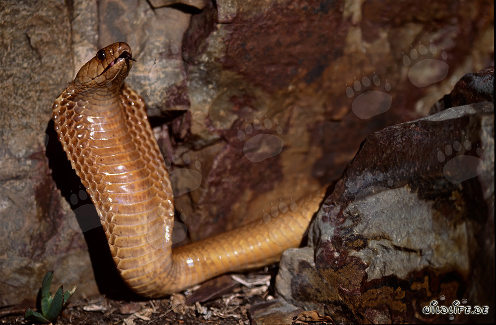 Cobra du Cap fascinante dans les montagnes de Gansbaai, Afrique du Sud
