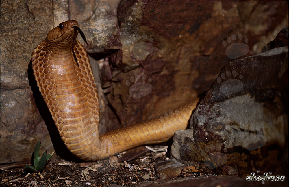 Dangerous Beauty: The Cape Cobra