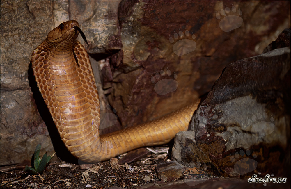 La beauté dangereuse : le cobra du Cap