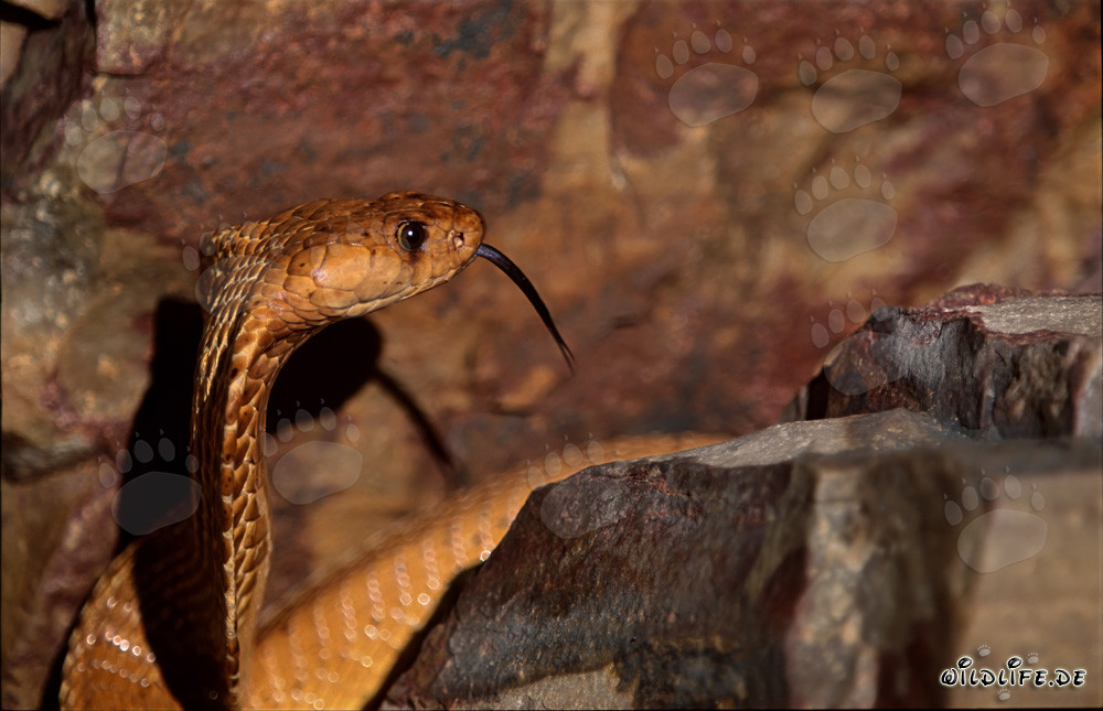 Fascinating portrait of a Cape Cobra with expressive eye