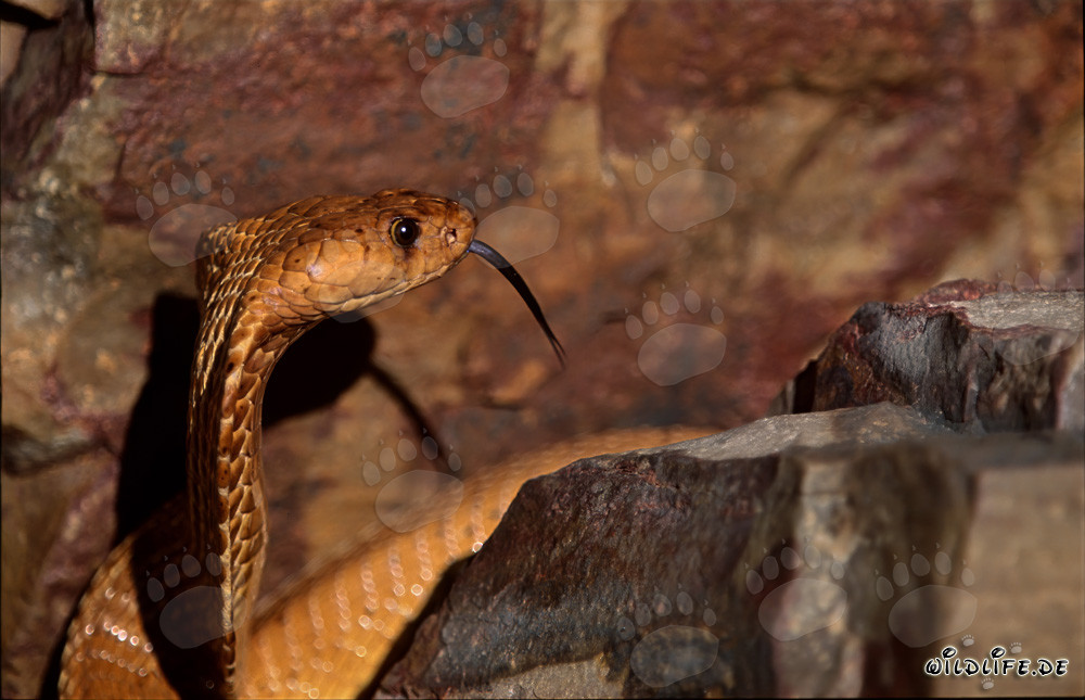 Retrato fascinante de una cobra del Cabo enroscándose con un ojo expresivo