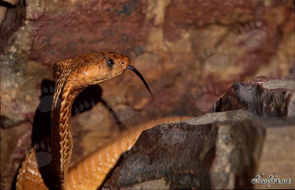 Ritratto affascinante di un cobra del Capo che si arrampica con uno sguardo espressivo