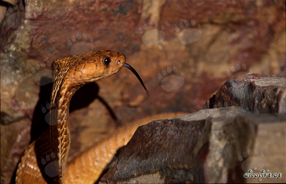 Portrait fascinant d'un cobra du Cap en train de s'enrouler avec un œil expressif