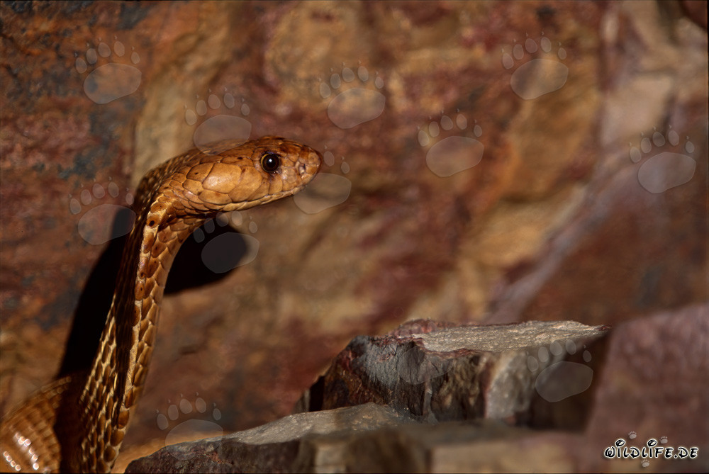 Impressive Cape Cobra with striking gaze