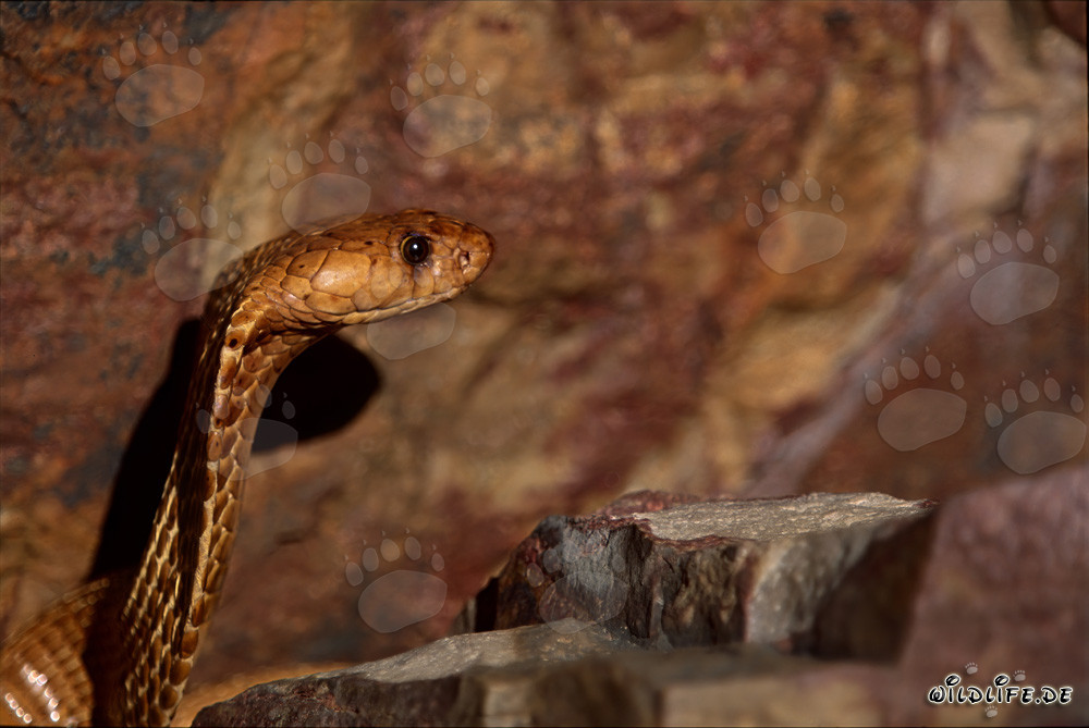 Cobra del Capo imponente con uno sguardo impressionante