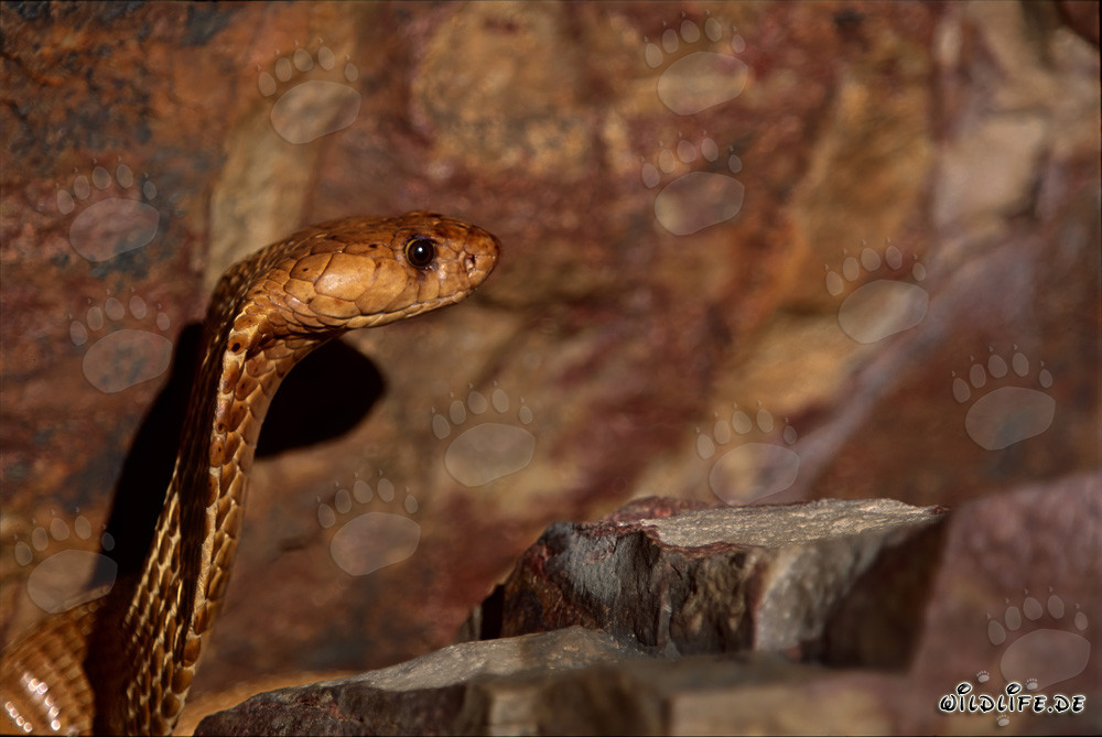 Impressionnante cobra du Cap avec un regard impressionnant