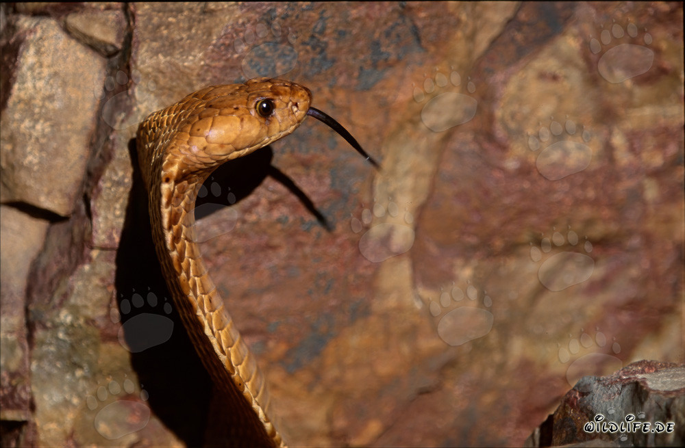Cobra del Cabo Dorada en las montañas de Gansbaai