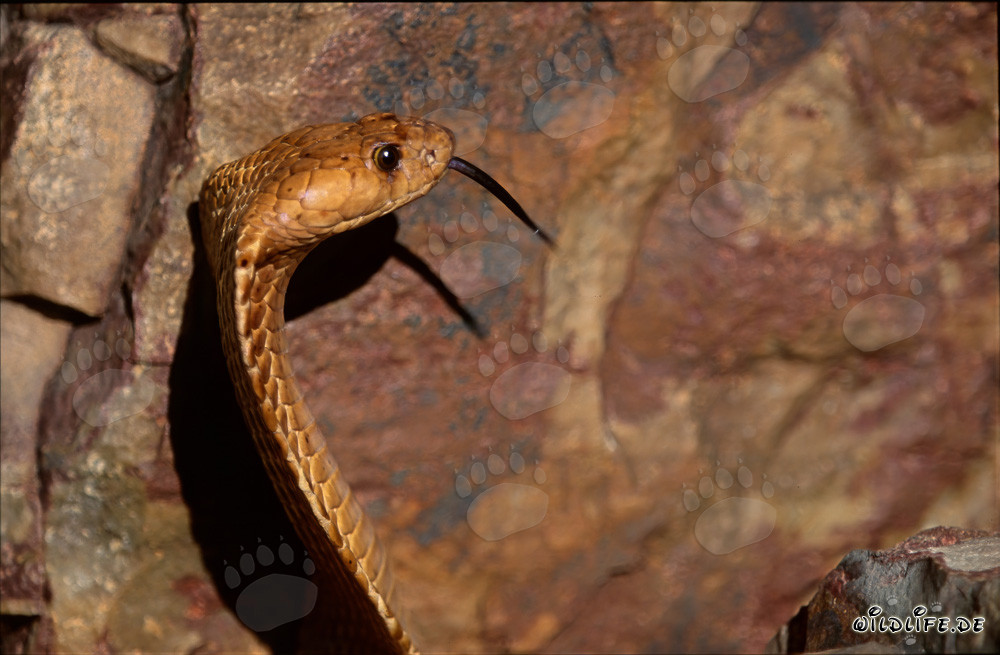 Cobra del Capo dorata nelle montagne di Gansbaai