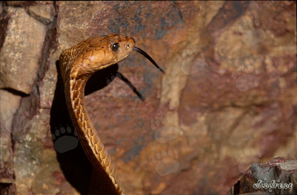 Cobra du Cap dorée dans les montagnes de Gansbaai