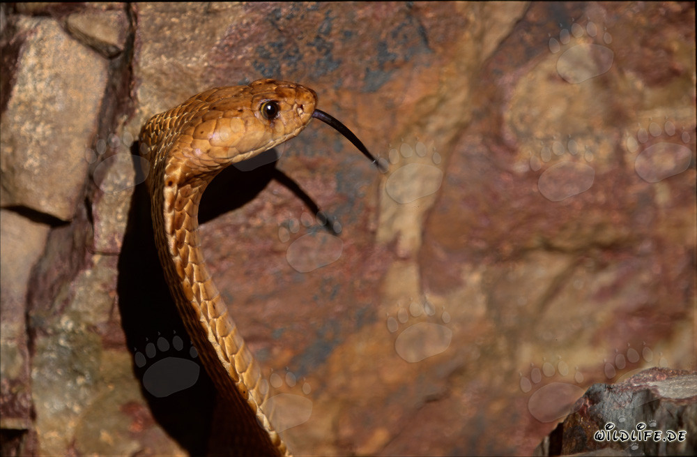 Golden Cape Cobra in the Gansbaai Mountains