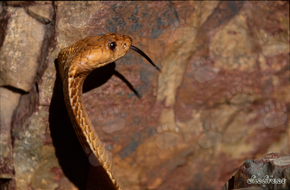Goldene Kapkobra in den Gansbaai Mountains