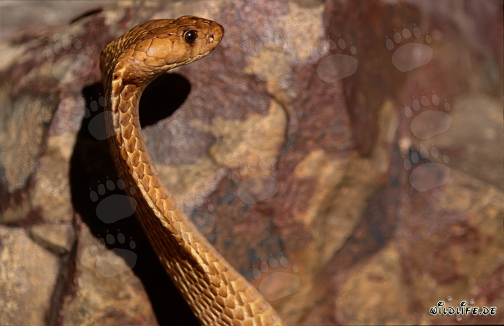 Fascinating Cape Cobra against colorful rock wall
