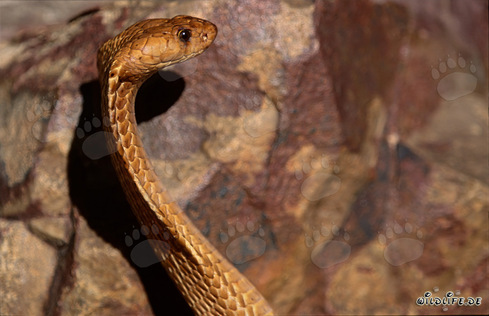 Fascinante Cobra del Cabo frente a una colorida pared de roca