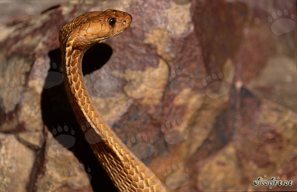 Affascinante Cobra del Capo davanti a un colorato muro di roccia