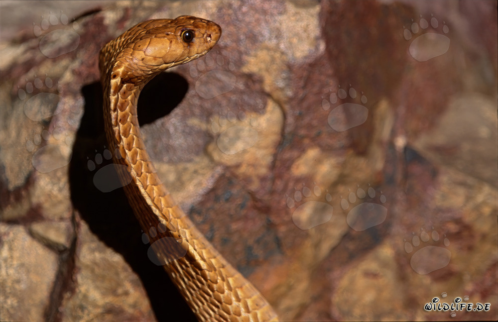Cobra du Cap fascinante devant un mur de roche coloré