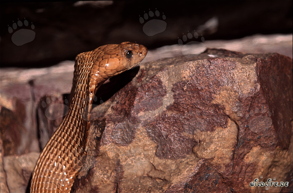 Fascinating: The glowing eye of the Cape Cobra in the Sun
