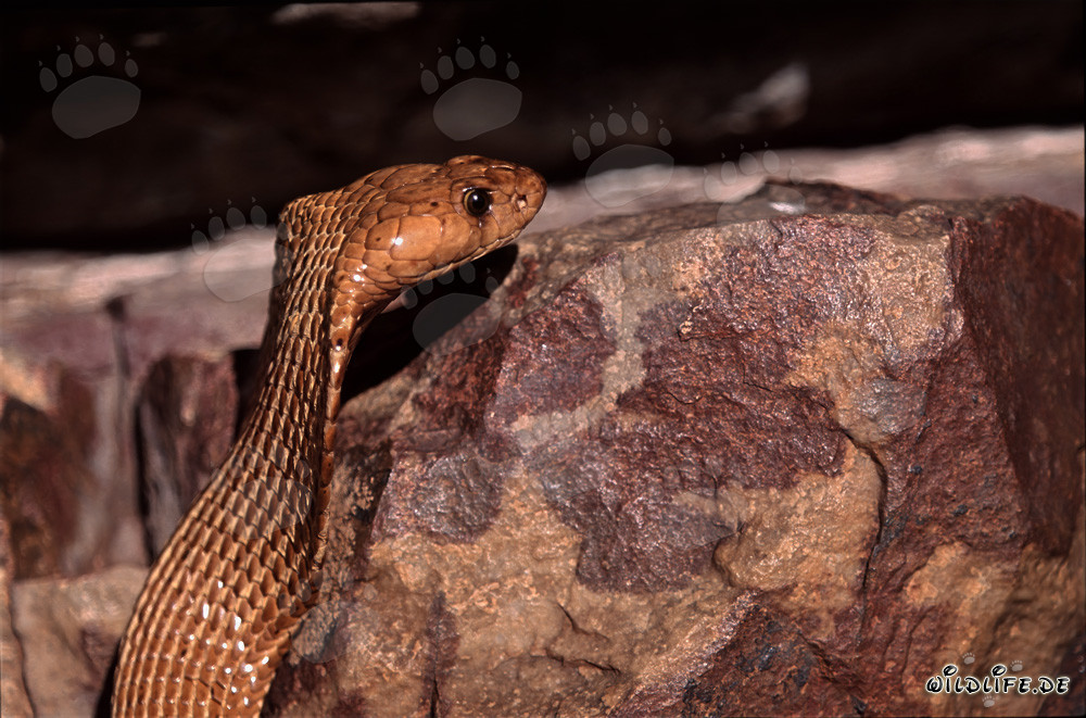 Fascinant : L'œil lumineux du cobra du Cap au soleil