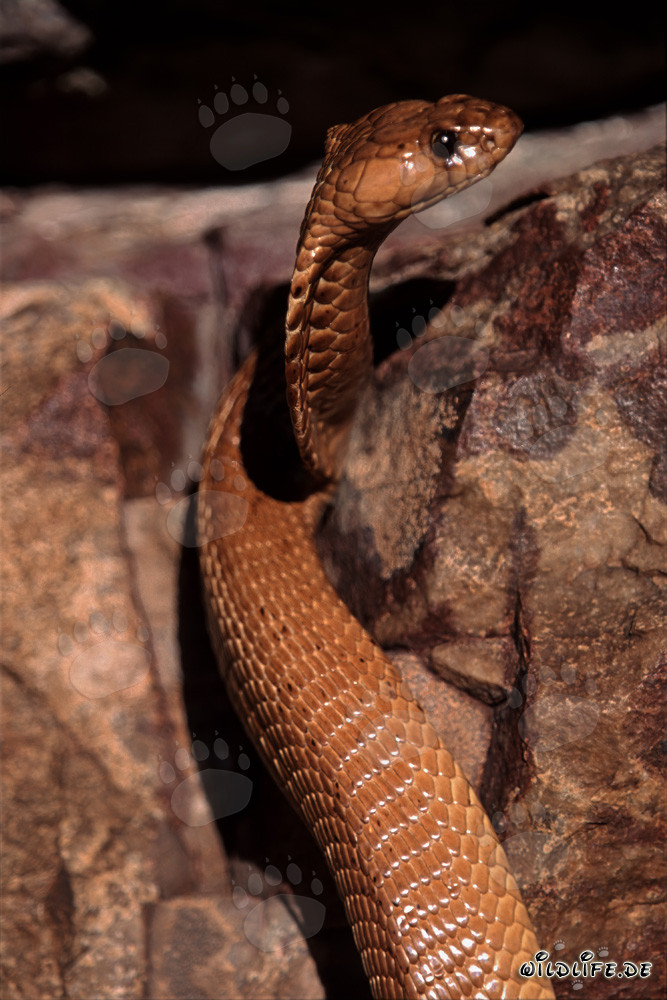 Cape Cobra dressée dans les montagnes de Gansbaai
