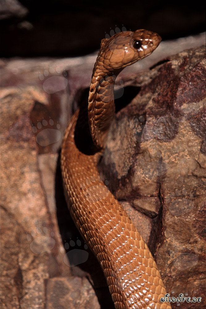 Cobra del Cabo erguida en las montañas de Gansbaai