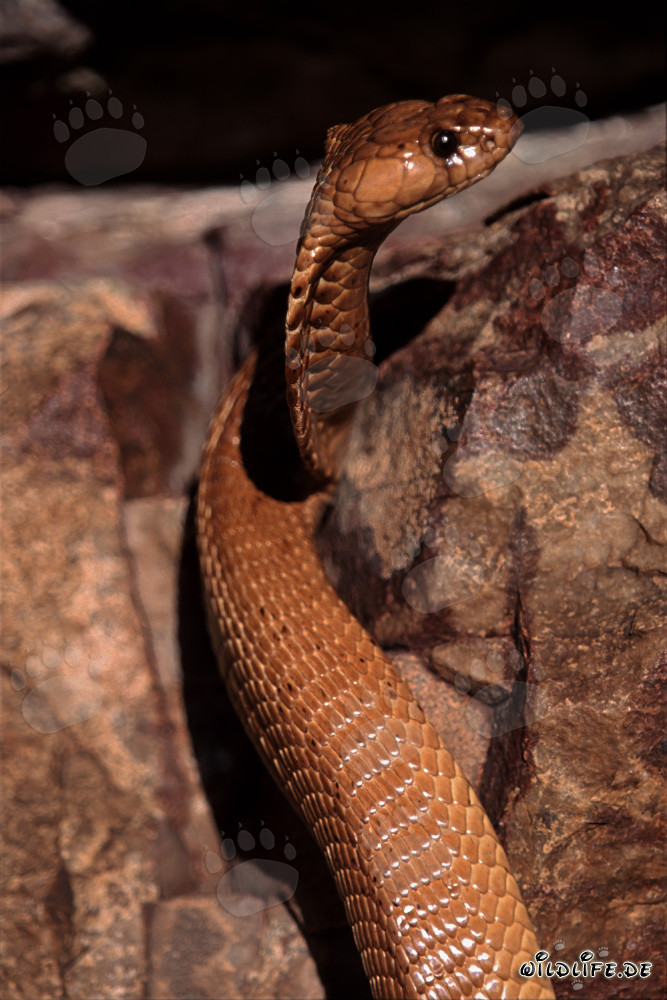 Erected Cape Cobra in the Gansbaai Mountains