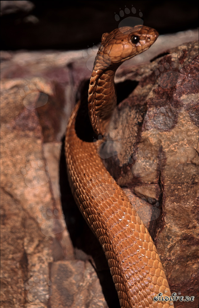 Fascinating Cape Cobra curiously observes the surroundings