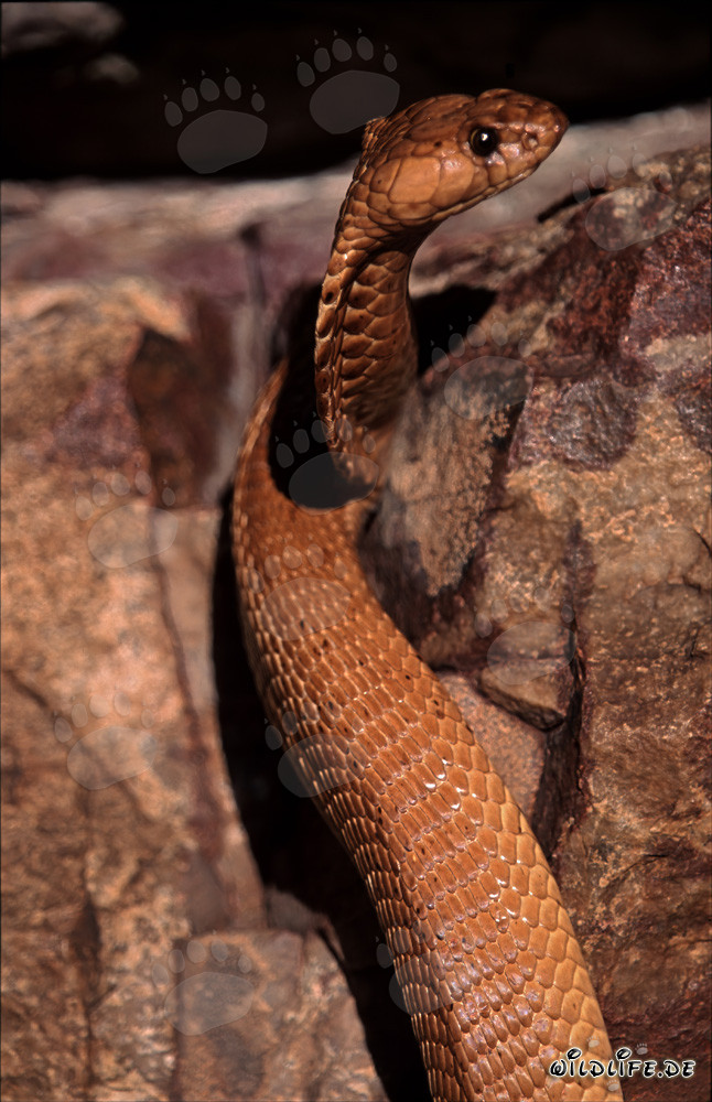 Fascinante Cobra del Cabo observando curiosamente el entorno