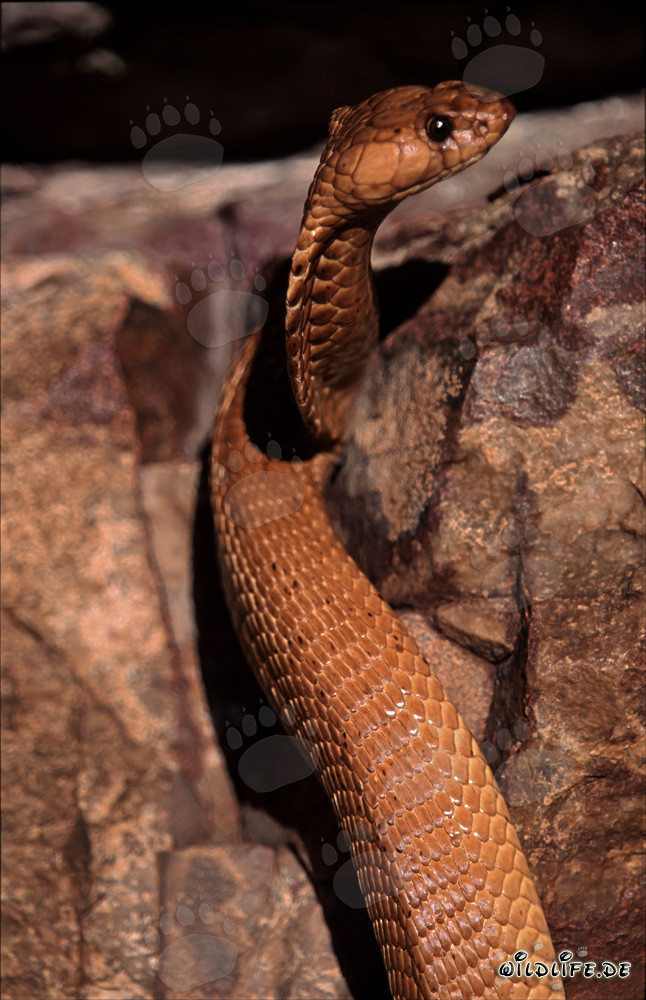 Affascinante Cobra del Capo osserva curiosamente l'ambiente circostante