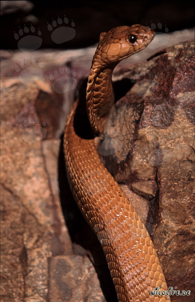 Cobra du Cap fascinante observant curieusement l'environnement