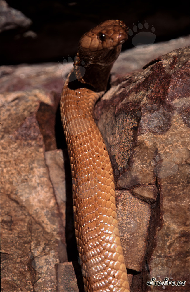 Cobra del Cabo dorada erguida a la luz del sol