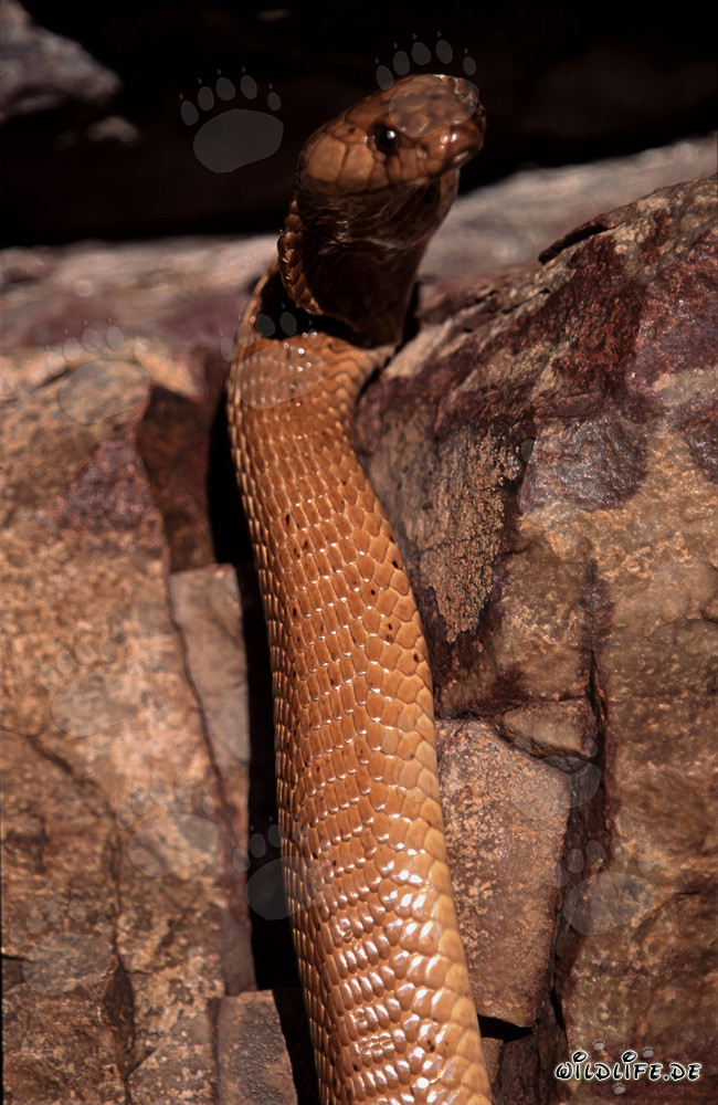 Cobra du Cap dorée se dressant à la lumière du soleil