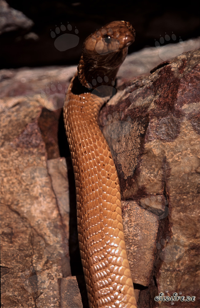 Cobra del Capo dorata in piedi alla luce del sole