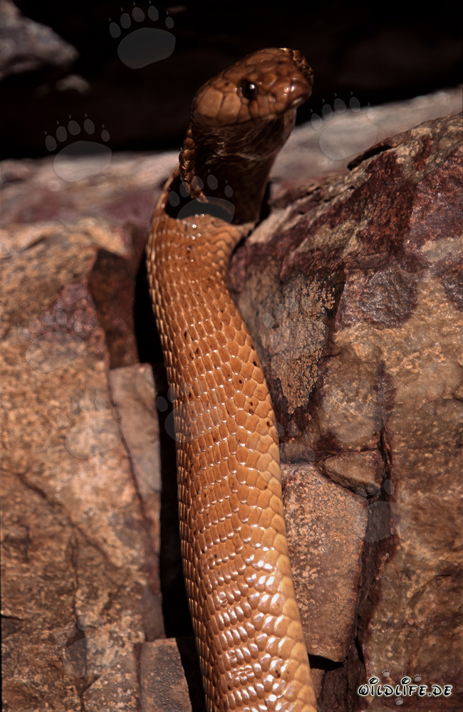 Golden Cape Cobra standing in the sunlight