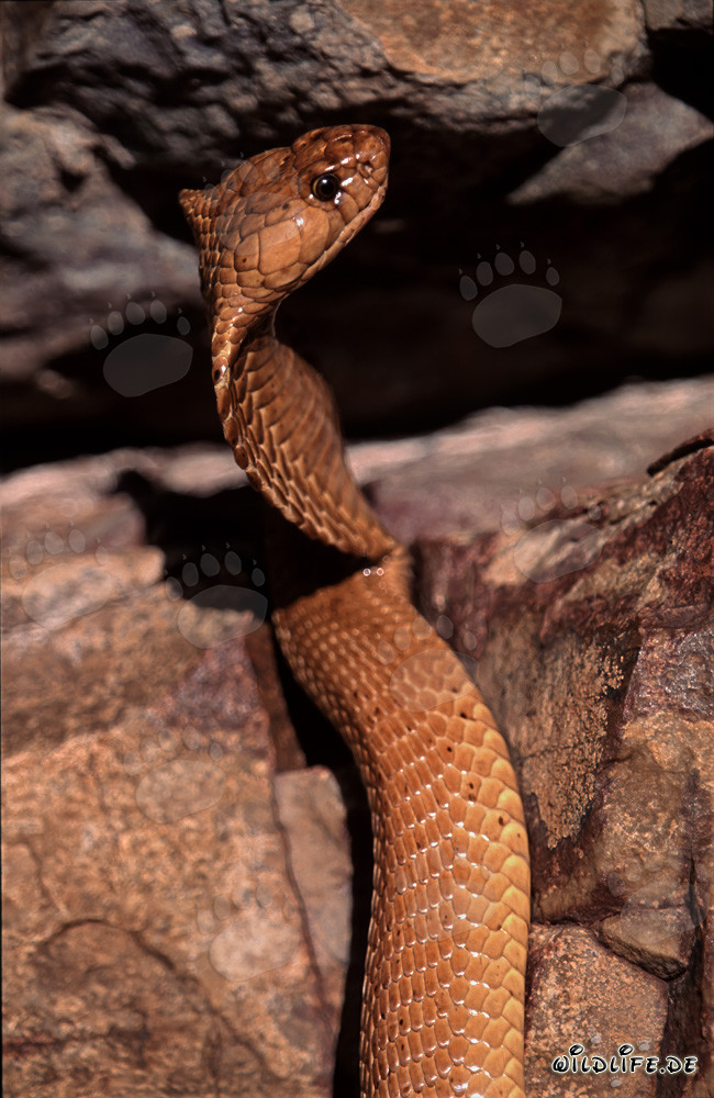 The majestic Cape Cobra with its golden shining body
