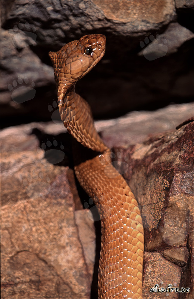 La maestosa serpente Kapkobra con il suo corpo dorato splendente