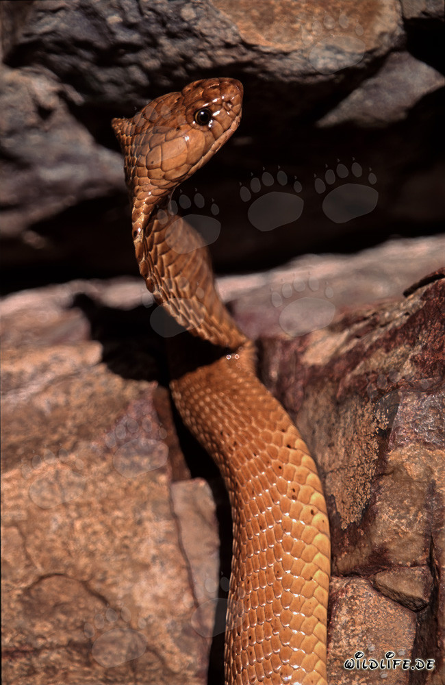 Le majestueux serpent Kapkobra avec son corps doré brillant
