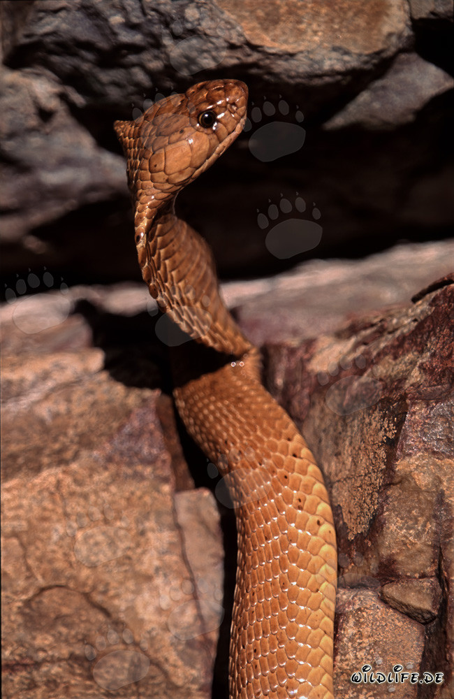 La majestuosa serpiente Kapkobra con su cuerpo dorado brillante