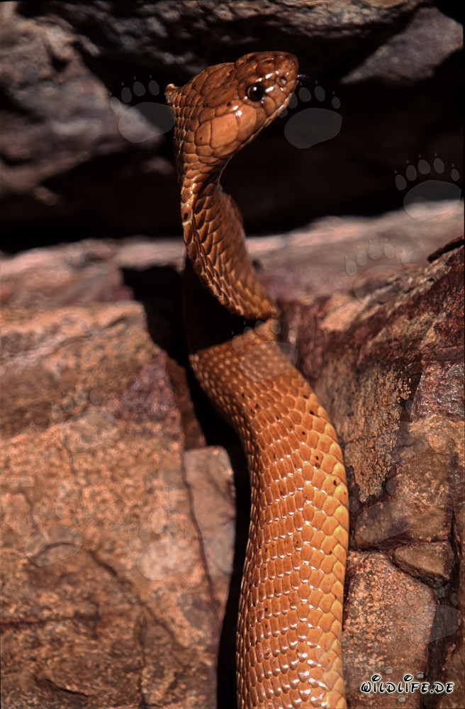 Fascinating Cape Cobra basking in the warm sunlight of the Overberg Fynbos