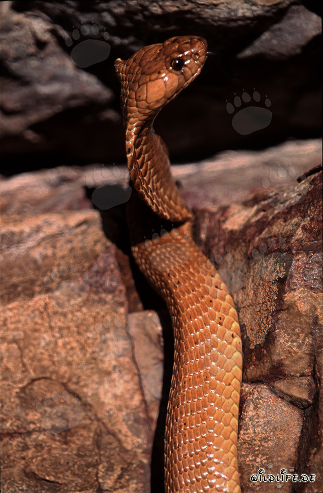 Fascinante Cobra del Cabo bajo la cálida luz del sol de Overberg-Fynbos